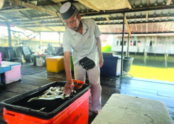 MOHD. Shukor Chin menunjukkan ikan kembung yang dijualnya secara pukal kepada pelanggan di jeti Kuala Sungai Baru, Kuala Perlis, semalam.- UTUSAN/ASYRAF MUHAMMAD