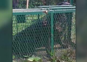 TANGKAP layar video seekor harimau kumbang jantan yang ditangkap selepas masuk ke dalam perangkap yang dipasang Jabatan Perhilitan Negeri Sembilan di Kampung Solok Baing, Rembau, kelmarin.