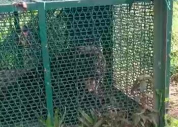 TANGKAP layar video seekor harimau kumbang jantan yang ditangkap selepas masuk ke dalam perangkap yang dipasang Jabatan Perhilitan Negeri Sembilan di Kampung Solok Baing, Rembau, kelmarin.