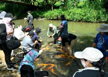 IKAN jinak yang menjadi tumpuan para pelawat dan pelancong di Sungai Mansahaban, Ranau, Sabah.