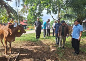 Orang asli