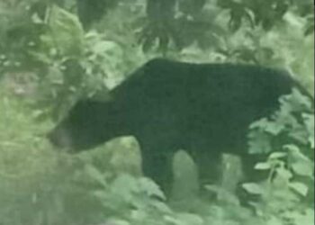 TANGKAP layar daripada video menunjukkan seekor beruang matahari berlegar di Kampung Labohan, Kerteh, Kemaman, hari ini. - MEDIA SOSIAL