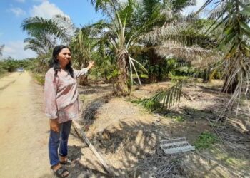 AMINAH Dollah menunjukkan antara pokok sawitnya yang dirosakkan gajah liar di Kampung Lubok Sawah, Mersing.