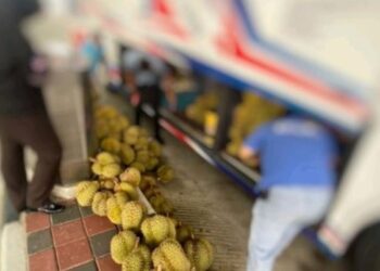 BUAH durian yang dibawa masuk tanpa permit dengan menggunakan bas dirampas Maqis hasil pemeriksaan di Kompleks ICQS, Bukit Kayu Hitam.