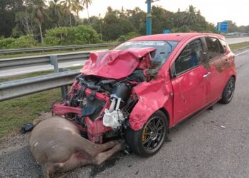 TIGA sekeluarga termasuk kanak-kanak berusia dua tahun nyaris maut apabila Perodua Myvi dinaiki mereka terlanggar tiga ekor kerbau di Kilometer 15, Jalan Pekan-Kuantan di Pekan, Pahang.