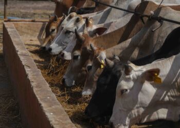 IMPORT ternakan hidup Malaysia mencecah RM 1 bilion sejak lima tahun lepas. GAMBAR HIASAN