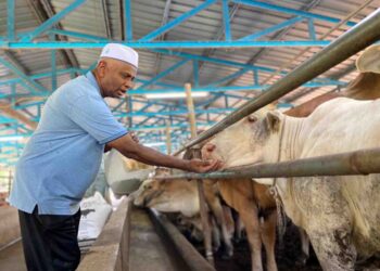 ZAINOL Abidin Mohamad memberi makan lembu di ladangnya  di Jalan Sintok, Kubang Pasu, Kedah, semalam.