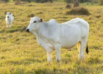LEMBU baka Nelore mencatat harga jualan tertinggi di dunia dalam sesi lelongan di Arandi, Brazil minggu lalu.-AGENSI