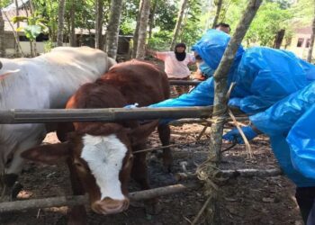 PEGAWAI veterinar memeriksa haiwan ternakan di Gunung Kidul di Yogyakarta.-AGENSI