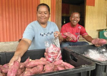 RAZALI Ayeh (kanan) bersama isterinya, Samsah Angah menunjukkan ubi keledek yang berjaya dituai di kebunnya di Kampung Redip, Pos Hau, Gua Musang, Kelantan.-UTUSAN/AIMUNI TUAN LAH