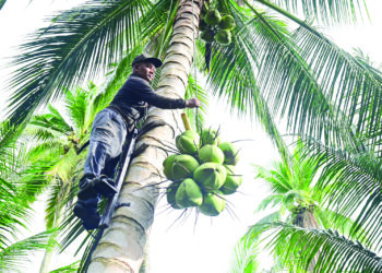 ZAKARIA Omar menggunakan ‘beruk besi’  untuk memanjat pokok kelapa di Kampung Baru Tetambah, Manir, Kuala Nerus. – UTUSAN/PUQTRA HAIRRY ROSLI
