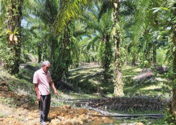MD. HUSSAIN Senik menunjukkan tempat lembu ternakannya ditanam selepas menjadi mangsa serangan harimau belang di dalam ladang kelapa sawit di Felda Perasu, Gua Musang, Kelantan. - UTUSAN/AIMUNI TUAN LAH