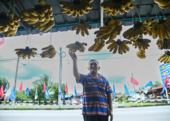 PENIAGA buah-buahan, Mat Desa Jat, 63, menyusun buah pisang yang digantung di hadapan kedainya di jalan utama pekan Pauh, Arau, Perlis. - Gambar hiasan