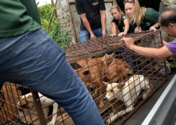 Aktivis HSI membawa keluar kandang anjing dari Pasar Tomohon di Sulawesi Utara berikutan larangan penjualannya Jumaat lalu.-AGENSI
