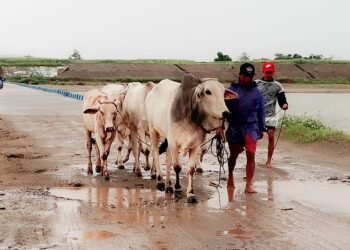 PETANI memindahkan haiwan ternakan mereka ke kawasan selamat sebagai persediaan menghadapi Taufan Doksuri yang dijangka melanda Filipina hari ini. - AFP