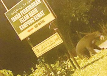GAMBAR seekor beruang yang dirakam penduduk ketika berkeliaran di Kampung Kemat, Hulu Terengganu sejak seminggu lalu.