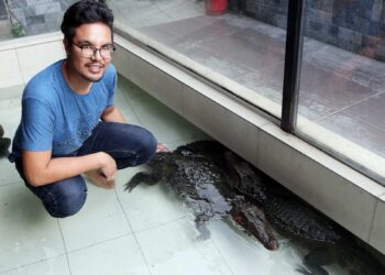 Khairul Johari Mohd. Denie bersama buaya perliharaannya.