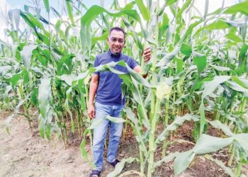 FADZIL Ramlan menunjukkan kebun jagung yang diusahakan selepas ‘pencen’ hingga mampu meraih pendapatan RM3,000 lebih sebulan di Felda Bukit Aping Timur, Kota Tinggi, Johor.