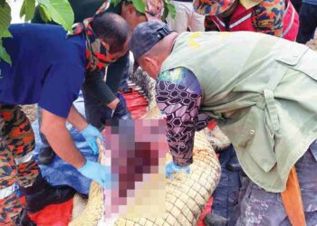 ANGGOTA Jabatan Hidupan Liar membelah perut buaya untuk mengeluarkan mangsa dibaham di sungai Kampung Mas-Mas Nasib Kita, Tawau baru-baru ini.