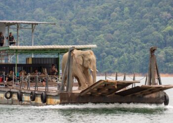 KAKITANGAN (Perhilitan) Terengganu menjalankan operasi pemindahan seekor gajah liar menggunakan bot di Tasik Kenyir, baru-baru ini.-UTUSAN/PUQTRA HAIRRY