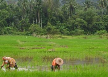 MADA yang memulakan projek rintis di sawah seluas 290 hektar kini mahu memperluas skim itu kepada 30,000 hektar sawah di bawah seliaan MADA untuk meningkatkan hasil padi Kedah.