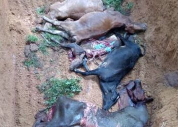 LEMBU yang mati ditanam pemiliknya di Kampung Sungai Toh Pawang, Bedong, Sungai Petani, Kedah.