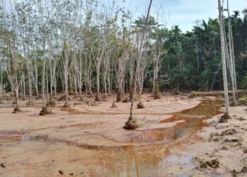 KEBUN getah milik Muhamad Kamal Taha yang masih digenangi air dan berlumpur sehingga merosakkan tanaman tersebut selepas peristiwa banjir kepala air di Kampung Iboi, Kupang,  Baling. -UTUSAN/NORLIA RAMLI
