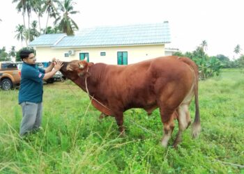MOHD. Khairul Hazwan menjinakkan lembu sado sebelum disembelih di Kampung Beris, Pauh Sembilan, Bachok. - MINGGUAN/ROHANA MOHD.NAWI