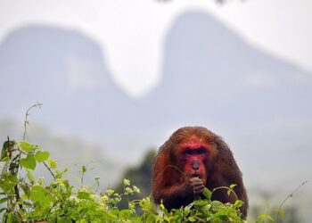 BERUK kentoi atau nama saintifiknya macaca arctoides yang hanya ditemukan di negeri ini wajar dipertimbangkan menjadi maskot Tahun Melawat Perlis 2024-2025. - UTUSAN/SYAMIL ABD. RAHMAN