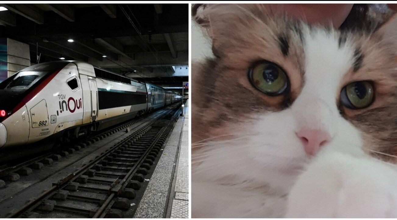 Kucing peliharaan terlepas, perkhidmatan kereta api Paris tergendala