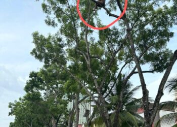 SEORANG lelaki dipercayai kurang siuman tersangkut pada dahan sebatang pokok yang tinggi sebelum berjaya diturunkan oleh sepasukan anggota bomba di Seberang Jaya, Pulau Pinang semalam.