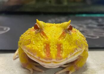 GAMAKICHI, katak daripada jenis albino pacman.