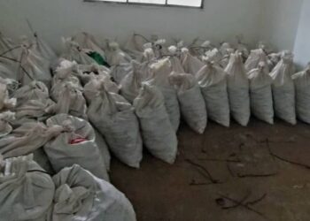 DUA tan sisik tenggiling bernilai kira-kira RM23.4 juta dirampas SPRM menerusi Op Jaguar.