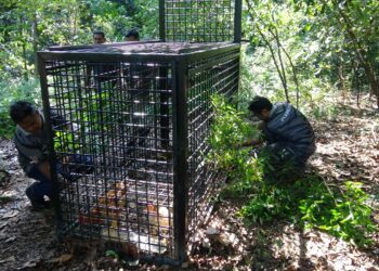KAKITANGAN Jabatan Perhilitan Terengganu memasang perangkap bagi menangkap harimau kumbang yang dipercayai membaham ternakan lembu di Kampung Dadong, Kemaman. – UTUSAN/NIK NUR IZZATUL HAZWANI NIK ADNAN