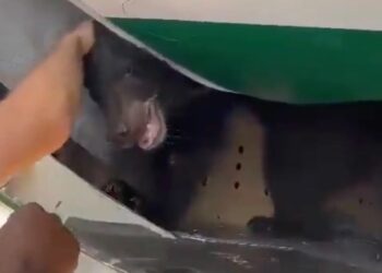 TANGKAP layar video menunjukkan beruang itu dipindahkan dari Dubai ke Baghdad. - AGENSI