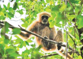 UNGKA tangan putih yang merupakan salah satu daripada tujuh spesies primat sempat dirakam di kompleks hutan di Perlis Geopark, Bukit Ayer, Perlis baru-baru ini. – UTUSAN/SYAMIL ABD. RAHMAN