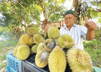 MOHD. Yaakub Zainal menjual durian di tepi jalan masuk ke Hutan Lipur Jeram Linang, Pasir Puteh, Kelantan. – UTUSAN/TOREK SULONG