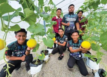 MUHAMMAD Haikal Ikmal Mohd. Hairi (belakang, kiri) bersama rakannya yang mengusahakan golden melon di Kolej Vokasional Pasir Puteh, Kelantan. – UTUSAN/TOREK SULONG