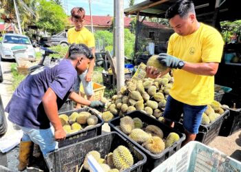 MOHD. Norhan Sheik (kanan) bersama pekerjanya mengasingkan buah durian mengikut gred sebelum dihantar kepada penjual dan pemborong durian. – UTUSAN/ZAKKINA WATI AHMAD TARMIZI