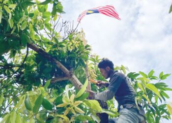 RISHAT Risha membantu penduduk tempatan memasang Jalur Gemilang di sekitar Kampung Pasir Sotong, Pasir Puteh, Kelantan. - UTUSAN/TOREK SULONG