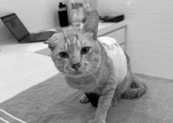 SI Oyen yang ditemukan di lokasi nahas pesawat di Elmina dilaporkan sudah mati. - INSTAGRAM