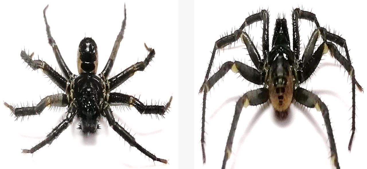 Tribes Spider dan cicak ‘Cyrtodactylus zebraicus’ ditemukan di Hutan ...