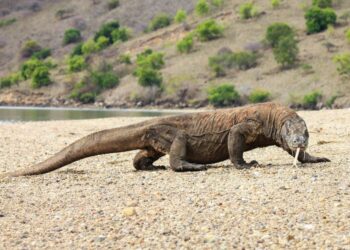 BIAWAK komodo hanya boleh didapati di beberapa kepulauan Indonesia. - AGENSI