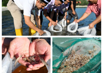 PELEPASAN semula benih ketam dan udang beri pulangan ekonomi sebanyak RM450,000.00 kepada nelayan di sungai terlibat.