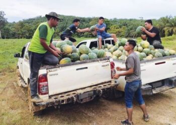 MOHD. Azaruriduwan Ghazali (kiri) bersama tiga lagi anak peneroka mengusahakan kebun tembikai boci di Felda Chiku 2, Gua Musang, Kelantan. - UTUSAN/AIMUNI TUAN LAH