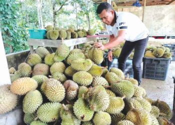 ZULKIFLI Mahmud  menyusun buah Durian Premium Kampung di gerai berdekatan Jalan Jerantut-Benta, Kampung Damak di  Jerantut, Pahang. – UTUSAN/HARIS FADILAH AHMAD