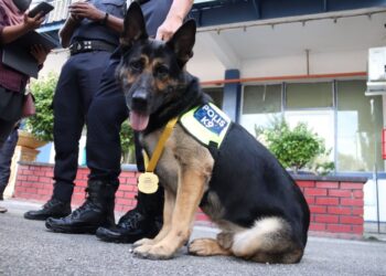 ANJING pengesan unit K9,chulio bersama pelatihnya kopral Toni Matius menunjukkan aksi berdiri selepas menerima pingat jasamu dikenang pada Majlis perhimpunan bulanan ibu pejabat polis daerah IPD Batu gajah di sini tahun lalu. UTUSAN/MUHAMAD NAZREEN SYAH MUSTHAFA