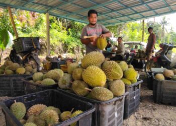 MOHD. Zaidi Husain sedang memilih buah durian yang dihantar oleh penduduk yang memiliki kebun ketika ditemui di Kampung Teluk Temelah, Baling. – UTUSAN/NORLIA RAMLI