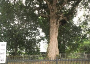 POKOK getah pertama di Negeri Sembilan yang terletak di Jalan Keliling, Seremban berhampiran Kediaman Rasmi Menteri Besar Negeri Sembilan dan Galeri Diraja Tuanku Jaafar.