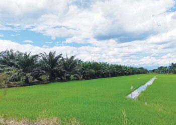 TANAH sawah yang ditukar kepada tanaman kelapa sawit (kiri) ketika tinjauan di Sungai Manik semalam. - UTUSAN/AIN SAFRE BIDIN